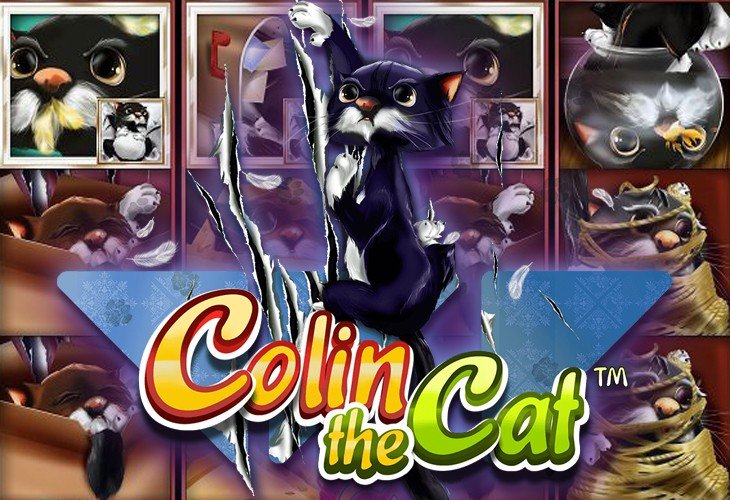 Colin the Cat Colin the Cat