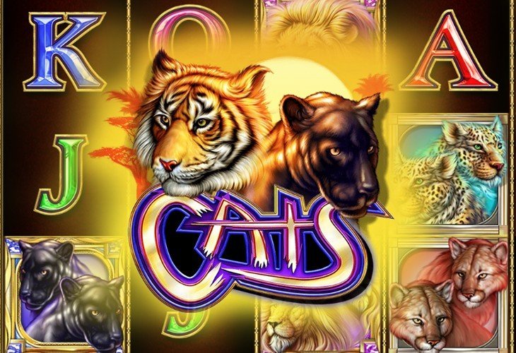 Cats Cats